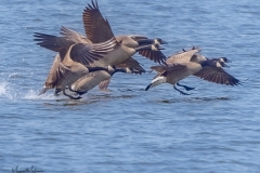 CanadaGeese041321-1