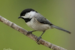 CarolinaChickadee040121-1