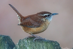 CarolinaWren111520-1-of-1