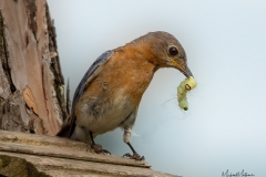 EasternBluebirdFemaleFeedingBabies062921-4