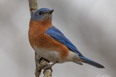 Male Eastern Bluebird