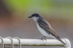 EasternKingbird052321-1