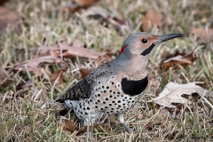 NorthernFlicker121921-2-of-1