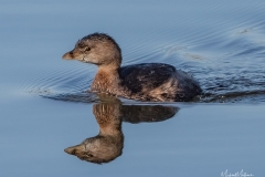 Pied-billedGrebe030721a-1