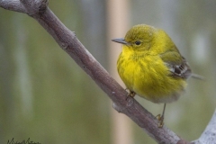 PineWarbler021221-15-of-1