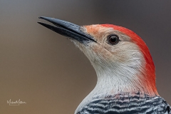 Red-belliedWoodpecker-2-112420e-1-of-1