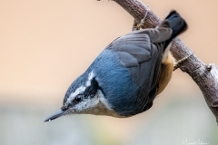 Red-breastedNuthatch011021-13-of-4
