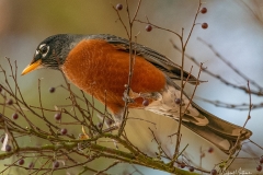 SV-Gallery-Birds-14
