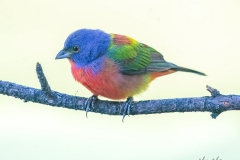SV-Gallery-Birds-5