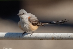 Scissor-tailedFlycatcherMale061621-33
