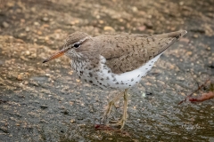 SpottedSandpiper051021-1