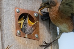 TMN-LSLake050420-6393-Edit