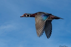 WoodDuckMale031321-3