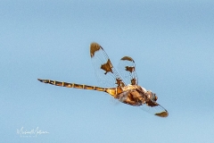 SV-Gallery-Nature-10