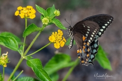 SV-Gallery-Nature-12