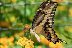 SV-Gallery-Nature-15