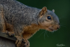SV-Gallery-Nature-16
