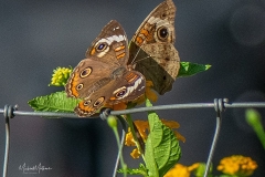 SV-Gallery-Nature-17