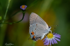 SV-Gallery-Nature-19