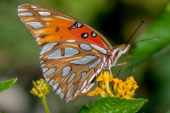 SV-Gallery-Nature-2