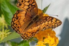 SV-Gallery-Nature-20