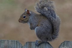 SV-Gallery-Nature-23