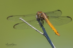 SV-Gallery-Nature-5