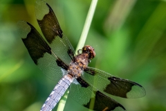 SV-Gallery-Nature-6