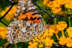 SV-Gallery-Nature-7