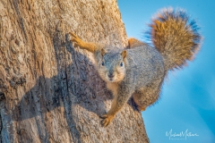 SV-Gallery-Nature-9