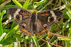 SV-Gallery-Nature-1