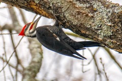 1_SV-Gallery-Birds-1