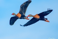 1_SV-Gallery-Birds-17