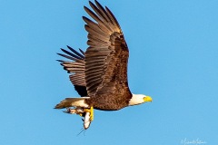 1_SV-Gallery-Birds-6