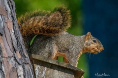 1_SV-Gallery-Nature-18