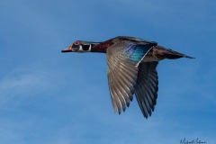 1_WoodDuckMale031321-3