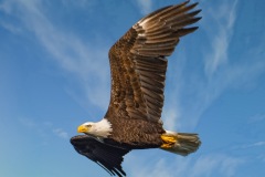 SV-Gallery-Birds-10