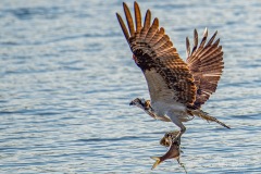 SV-Gallery-Birds-11