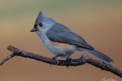SV-Gallery-Birds-13