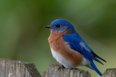 SV-Gallery-Birds-19