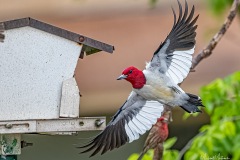 SV-Gallery-Birds-20