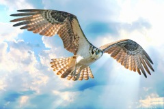 SV-Gallery-Birds-3