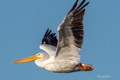 SV-Gallery-Birds-4