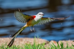 SV-Gallery-Birds-7