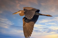 SV-Gallery-Birds-9