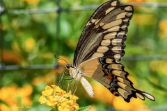 SV-Gallery-Nature-15
