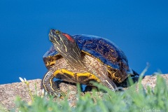 SV-Gallery-Nature-25