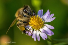 SV-Gallery-Nature-8